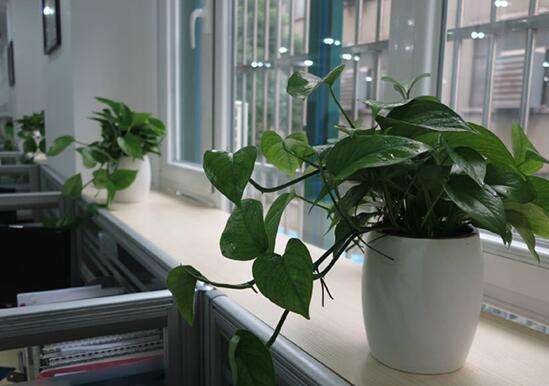 郑州办公室装修植物风水布置注意事项